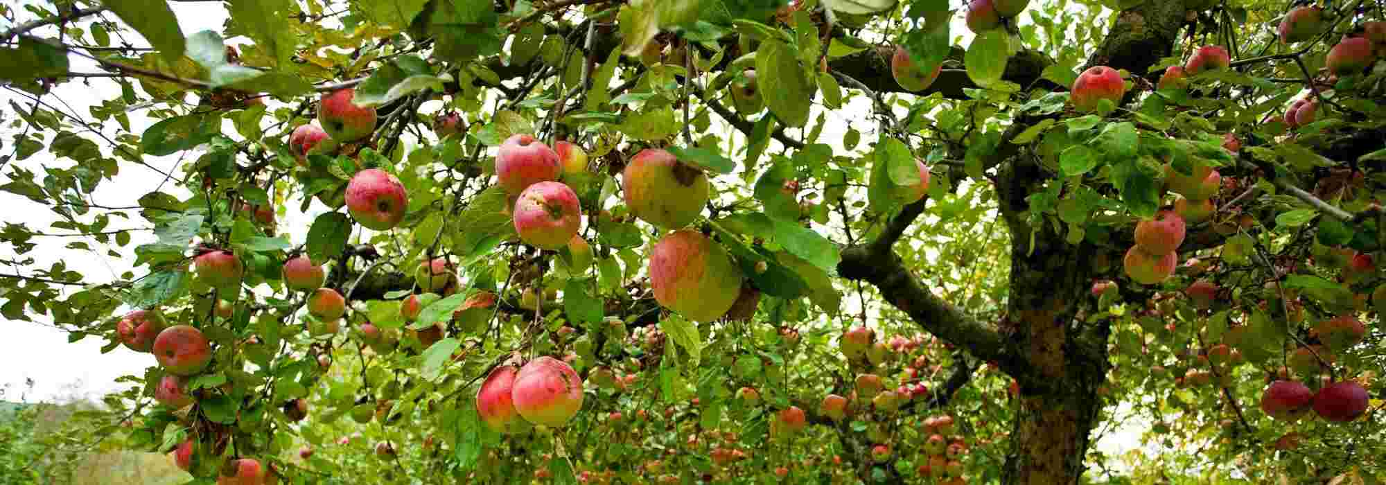 Frutales: ¿a raíz desnuda, con cepellón o en maceta?