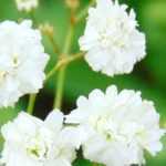 Combinar la gipsófila: 7 ideas para inspirarte