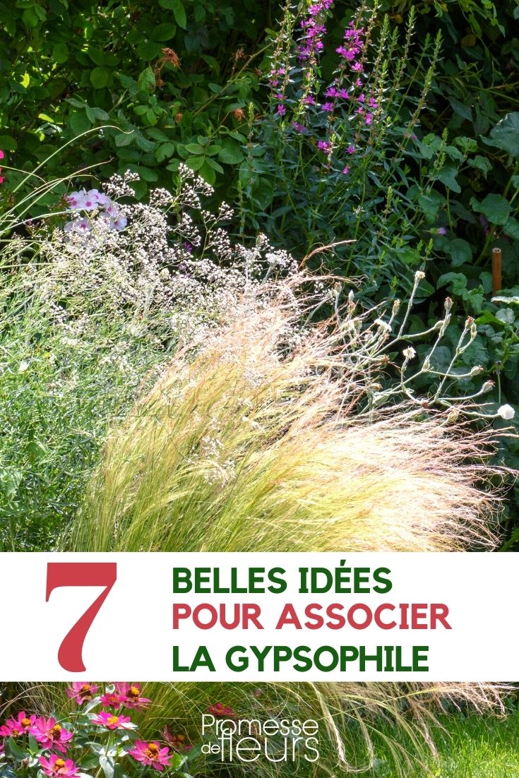 Gypsophila - Asociar