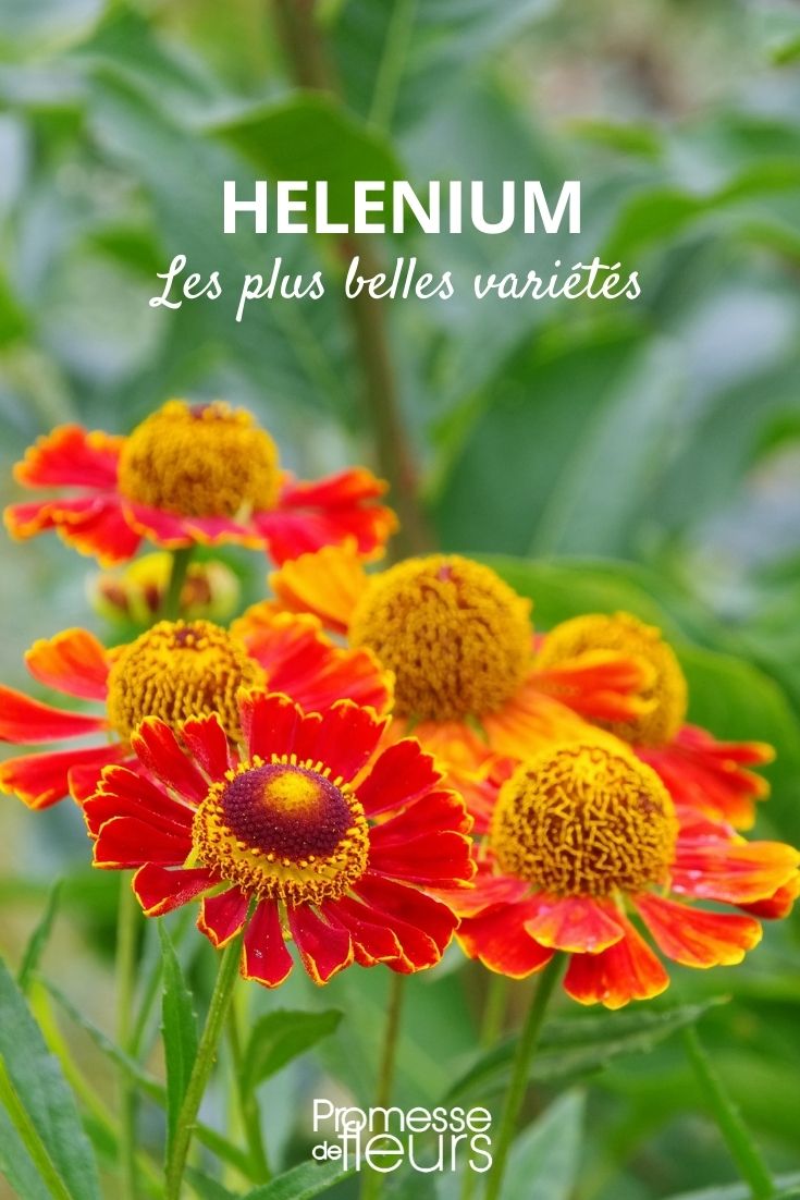 <h1>Helenium: las variedades más hermosas</h1>

<p>El helenium es una planta perenne que destaca por sus vibrantes flores en tonos cálidos, perfecta para añadir un toque de color a tu jardín durante el verano y el otoño. A continuación, te presentamos algunas de las variedades más hermosas de helenium que no pueden faltar en tu colección.</p>

<h2>1. Helenium 'Moerheim Beauty'</h2>
<p>Esta variedad es conocida por sus flores de un intenso color rojo cobrizo con un centro marrón oscuro. Florece desde mediados del verano hasta principios del otoño, atrayendo a numerosos polinizadores.</p>

<h2>2. Helenium 'Sahin's Early Flowerer'</h2>
<p>Con flores de color naranja brillante y amarillo, esta variedad es una de las primeras en florecer, ofreciendo un espectáculo de color desde principios del verano. Es ideal para bordes mixtos y macizos de flores.</p>

<h2>3. Helenium 'Wyndley'</h2>
<p>Esta variedad destaca por sus flores de color amarillo dorado con un centro marrón. Es una planta robusta y resistente, perfecta para jardines de bajo mantenimiento.</p>

<h2>4. Helenium 'Rubinzwerg'</h2>
<p>Con flores de un profundo tono rojo rubí, esta variedad es una de las más llamativas. Florece abundantemente y es ideal para crear un punto focal en tu jardín.</p>

<h2>5. Helenium 'Double Trouble'</h2>
<p>Esta variedad ofrece flores dobles de color amarillo limón, lo que la convierte en una opción única y elegante. Es perfecta para añadir un toque sofisticado a tus arriates.</p>

<p>No importa cuál elijas, todas estas variedades de helenium te garantizan un jardín lleno de color y vida durante los meses más cálidos del año. ¡Anímate a cultivarlas y disfruta de su belleza!</p>
