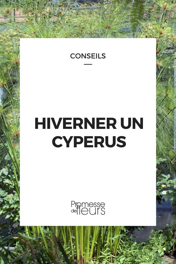 invernar cyperus