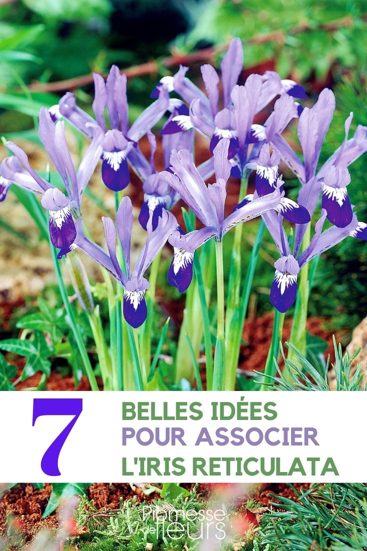 iris reticulata - asociar