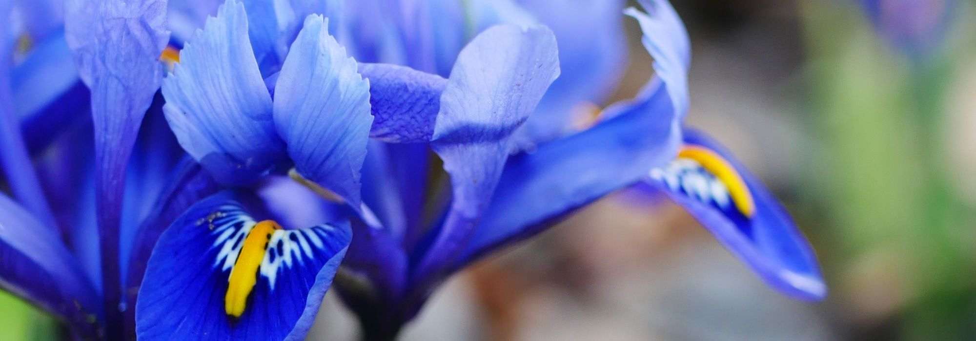 Cultivar Iris reticulata en macetas