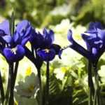Asociar Iris reticulata