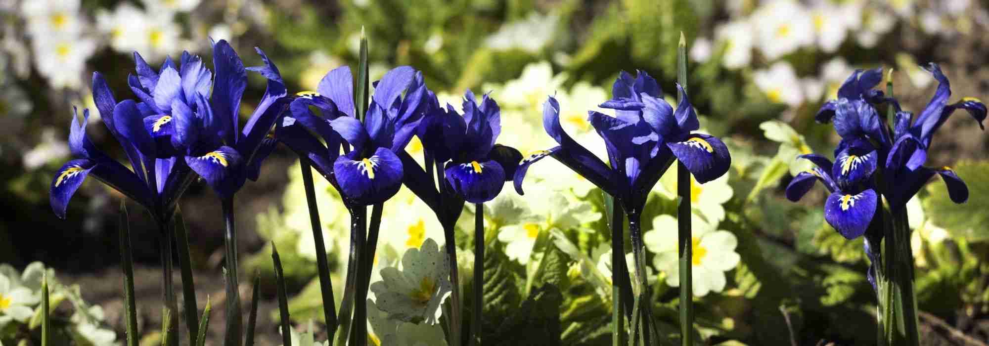 Asociar Iris reticulata