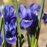 ¿Cómo plantar Iris reticulata?