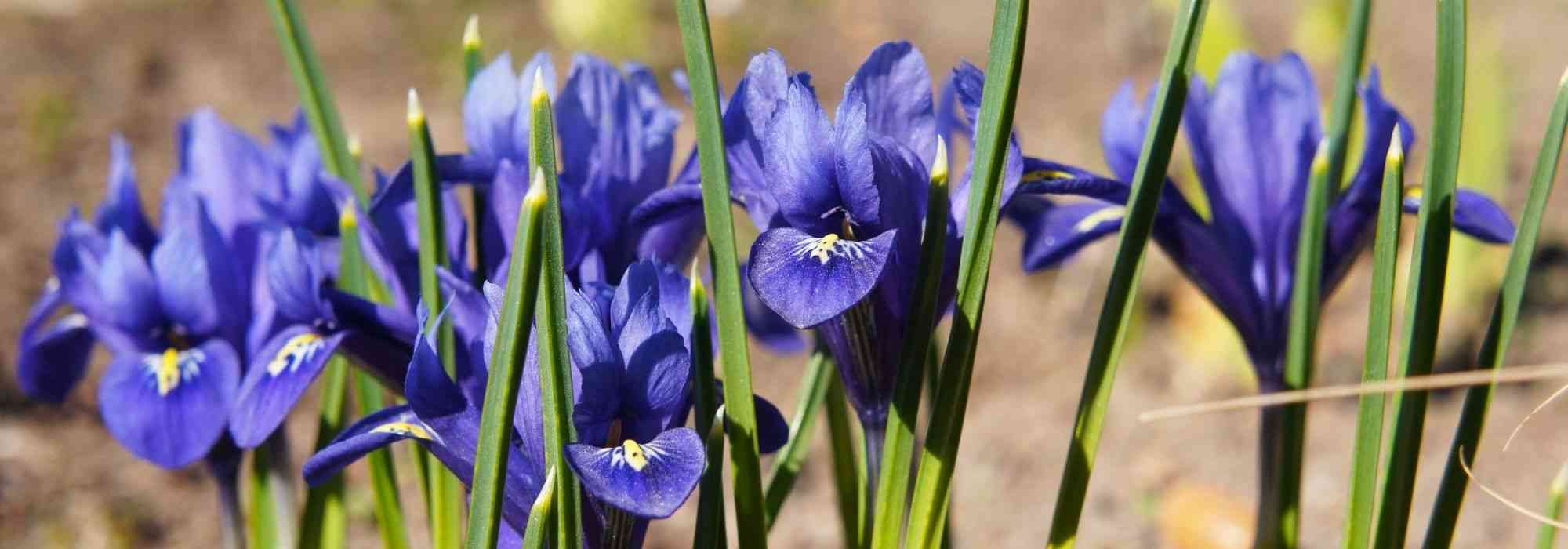 ¿Cómo plantar Iris reticulata?