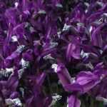 Forzar la floración de Iris reticulata