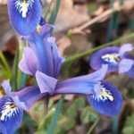 Iris reticulata: las variedades más bellas