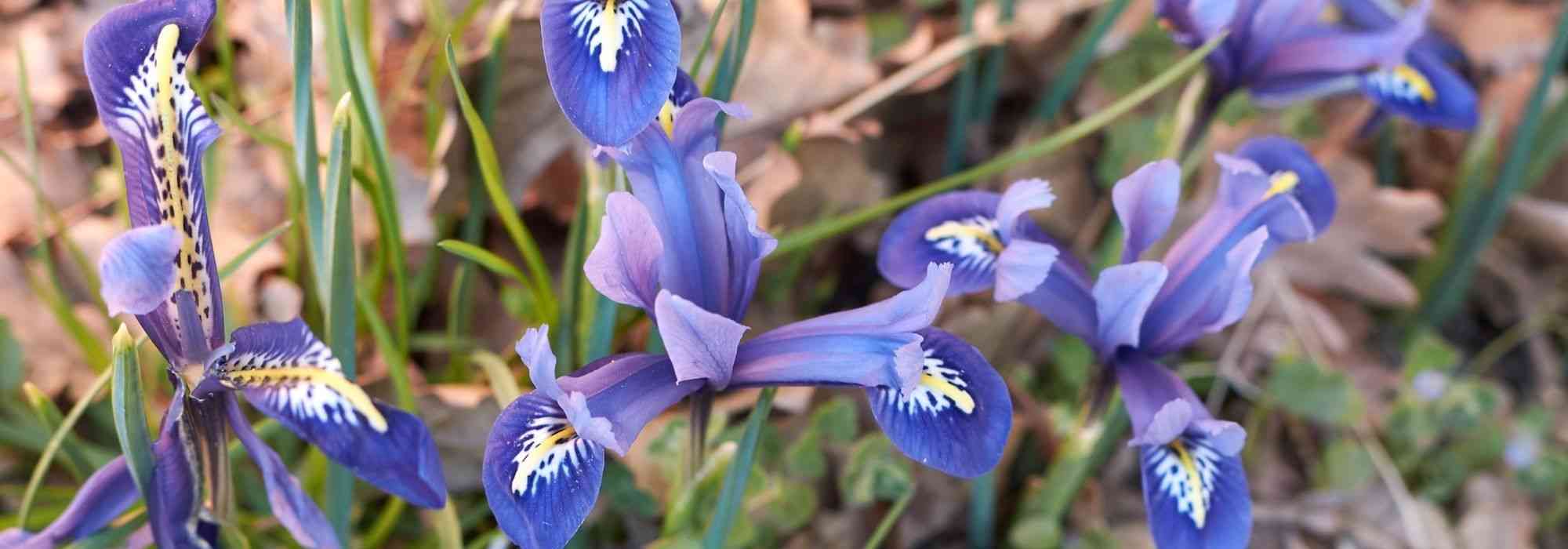 Iris reticulata: las variedades más bellas