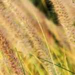 ¿Cómo crear un jardín de gramíneas?