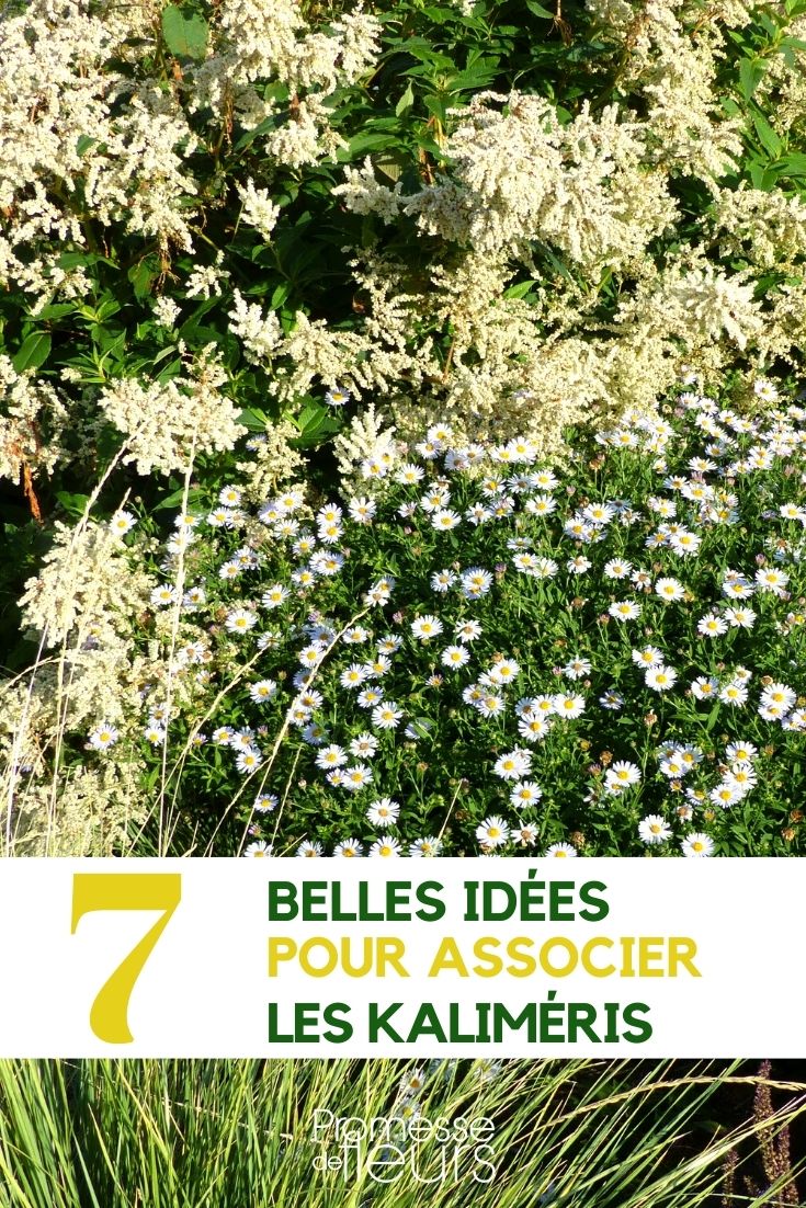 Kalimeris: nuestras ideas de asociación