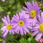 7 ideas para combinar ásteres japoneses