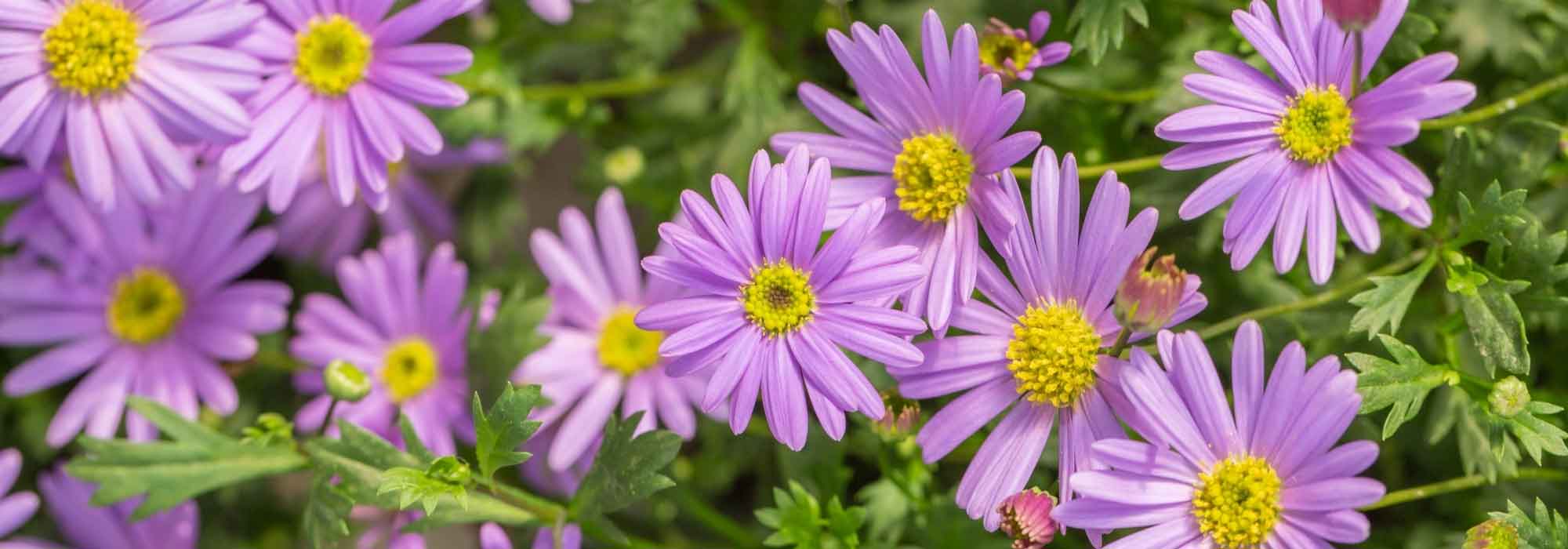 7 ideas para combinar ásteres japoneses