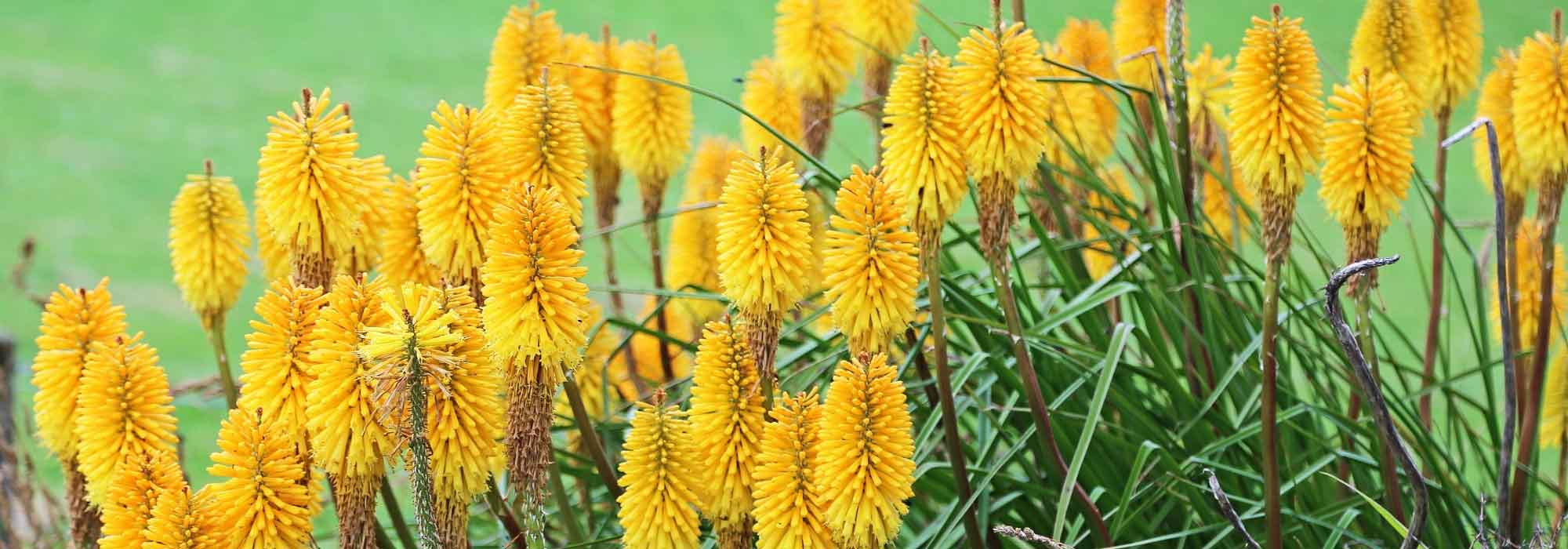 Elegir una kniphofia