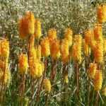 7 ideas para combinar la Kniphofia