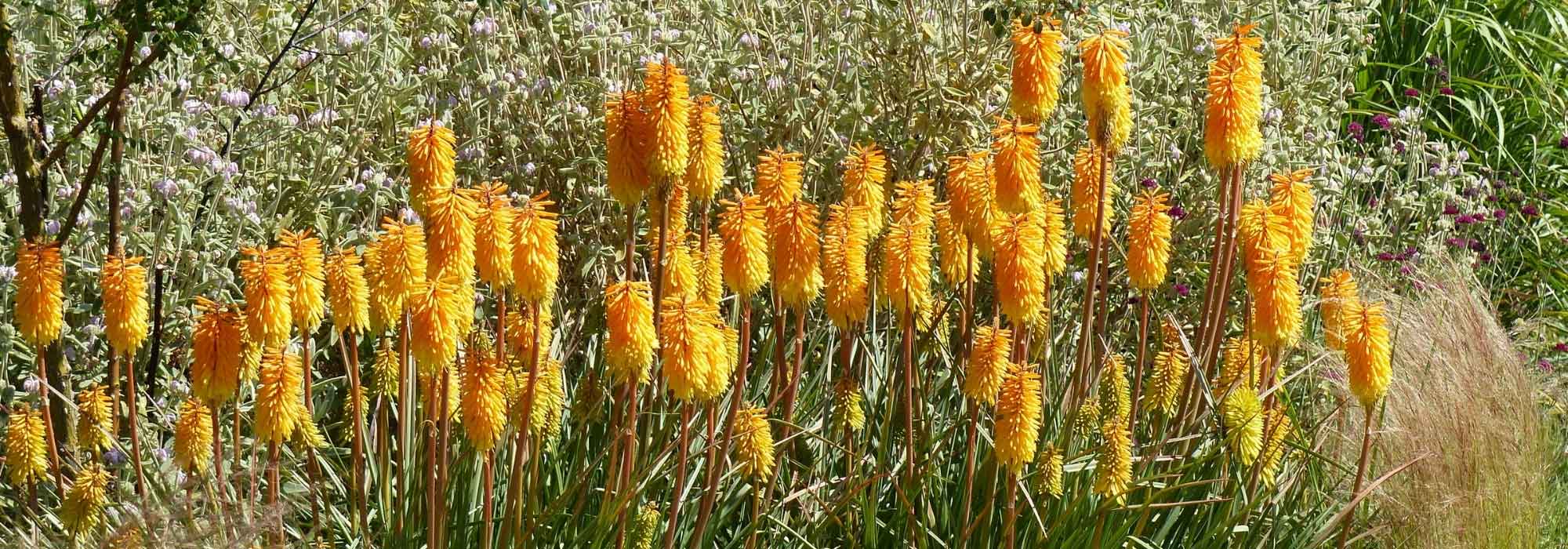 7 ideas para combinar la Kniphofia