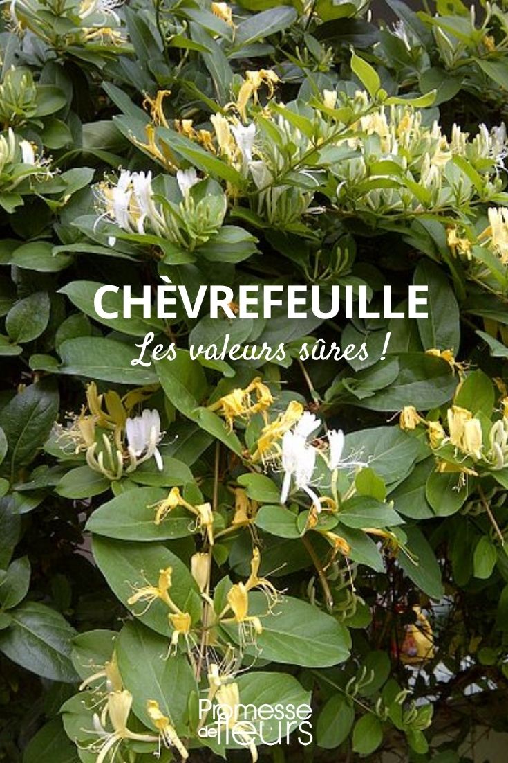 Lonicera, valores seguros