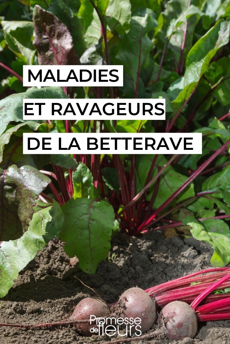 Enfermedades parasitarias de la remolacha