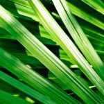 Cultivar palmera en macetas