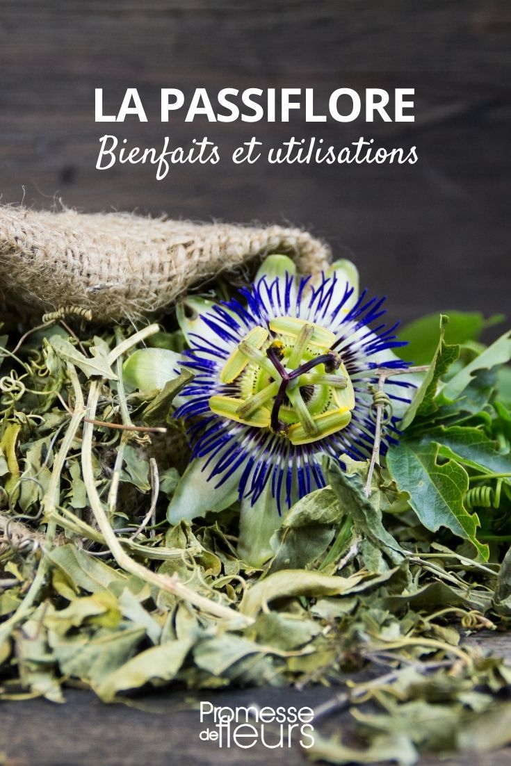 **Passiflora: beneficios y usos**

La passiflora, también conocida como flor de la pasión, es una planta trepadora apreciada no solo por su belleza ornamental, sino también por sus múltiples beneficios y usos. Aquí te contamos todo lo que necesitas saber sobre esta fascinante planta.

### Beneficios de la passiflora

1. **Propiedades relajantes**: La passiflora es conocida por sus efectos calmantes y relajantes. Se utiliza tradicionalmente para aliviar el estrés, la ansiedad y mejorar la calidad del sueño.

2. **Soporte digestivo**: Esta planta también puede ayudar a calmar los problemas digestivos, como los espasmos estomacales o la indigestión.

3. **Antioxidantes naturales**: Contiene compuestos antioxidantes que ayudan a combatir los radicales libres y proteger las células del cuerpo.

4. **Alivio del dolor**: Algunas variedades de passiflora se utilizan para aliviar dolores leves, como los dolores de cabeza o musculares.

### Usos de la passiflora

1. **Infusiones y tés**: Las hojas y flores de la passiflora se utilizan para preparar infusiones relajantes. Simplemente seca las hojas y flores, y prepáralas en agua caliente.

2. **Jardinería ornamental**: Con sus flores exóticas y vibrantes, la passiflora es una excelente opción para decorar pérgolas, vallas y muros en el jardín.

3. **Extractos y suplementos**: En herboristerías, puedes encontrar extractos de passiflora en forma de cápsulas o tinturas, ideales para aprovechar sus beneficios de manera práctica.

4. **Cocina**: Algunas variedades producen frutos comestibles, como el maracuyá, que se utiliza en postres, jugos y cócteles.

### Consejos de cultivo

- **Clima**: Prefiere climas cálidos y soleados, aunque algunas variedades pueden tolerar el frío.
- **Suelo**: Necesita un suelo bien drenado y rico en materia orgánica.
- **Riego**: Mantén el suelo húmedo, pero evita el encharcamiento.

La passiflora es una planta versátil que combina belleza y utilidad. ¡Incorpórala a tu jardín o rutina diaria y descubre todos sus beneficios! ????✨
