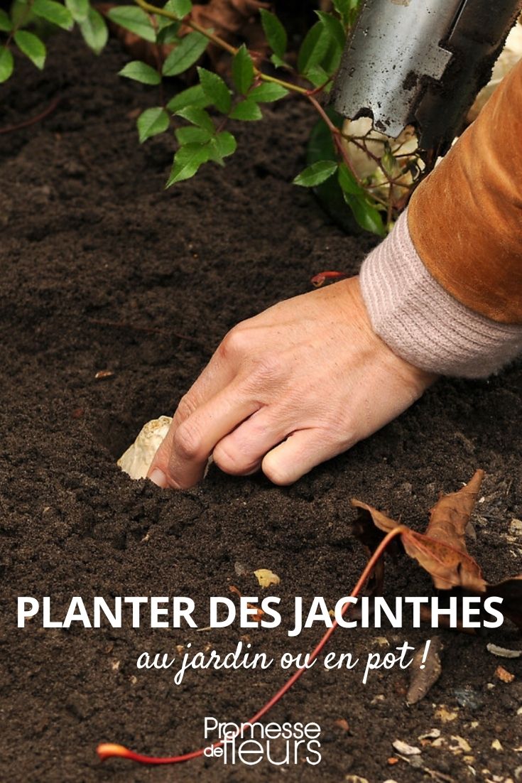 plantar jacintos