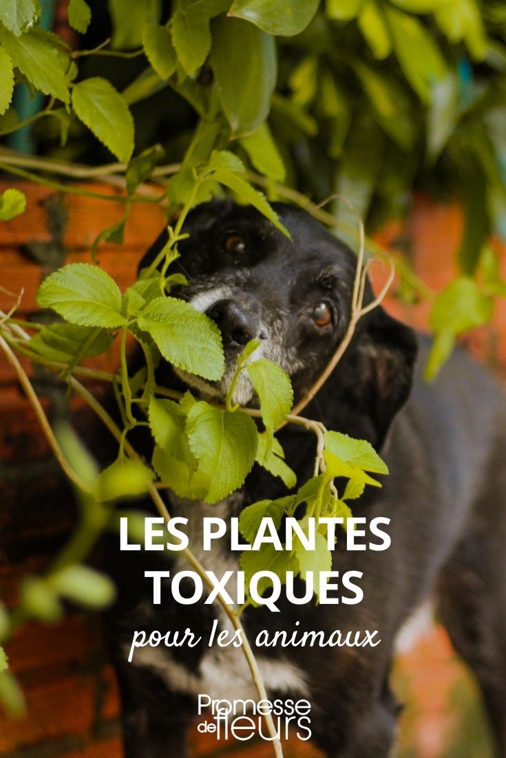 plantas tóxicas para animales
