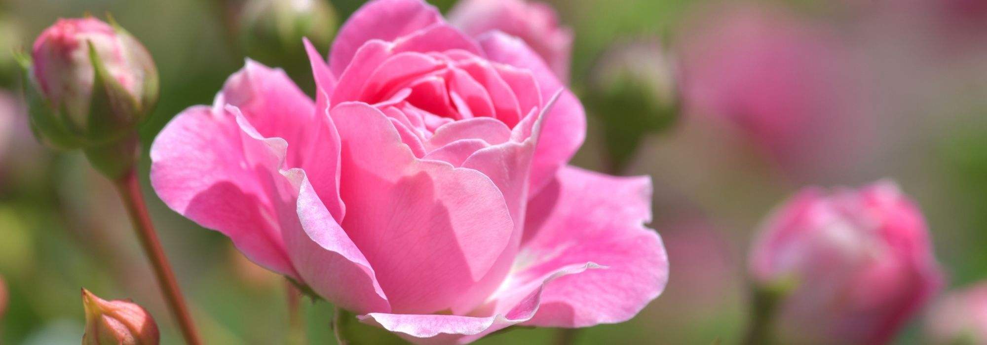 12 rosales sin espinas o casi