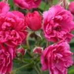 9 rosales antiguos de flores de color rosa