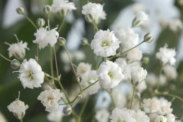 ¿Cómo multiplicar la gypsophila?
