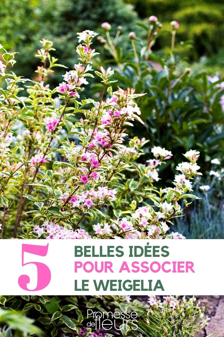 asociar los weigelias