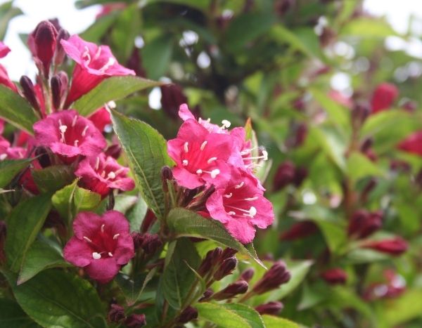 Esquejar un weigelia