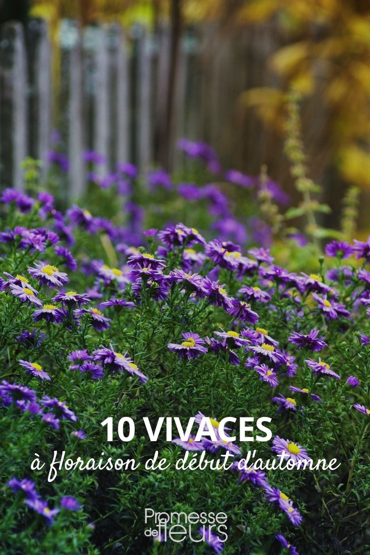 10 vivaces de floración a principios de otoño