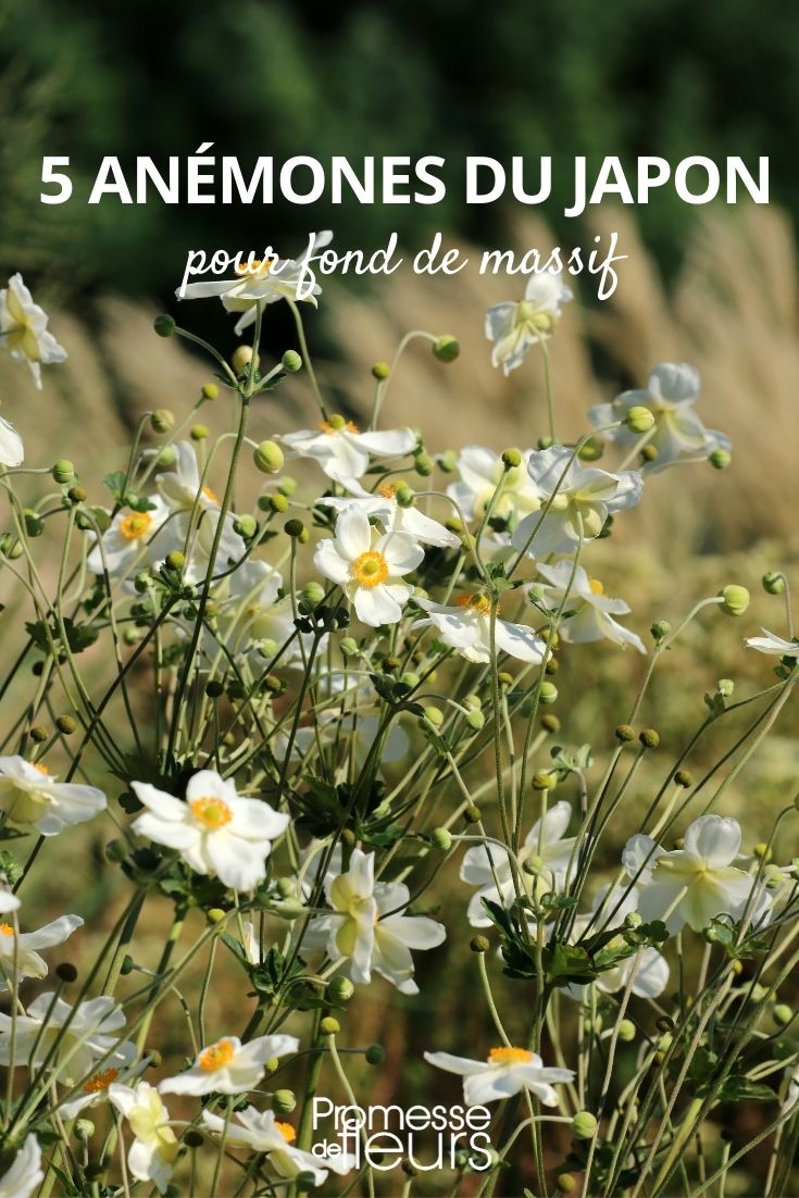 5 anémonas de Japón para el fondo de macizo