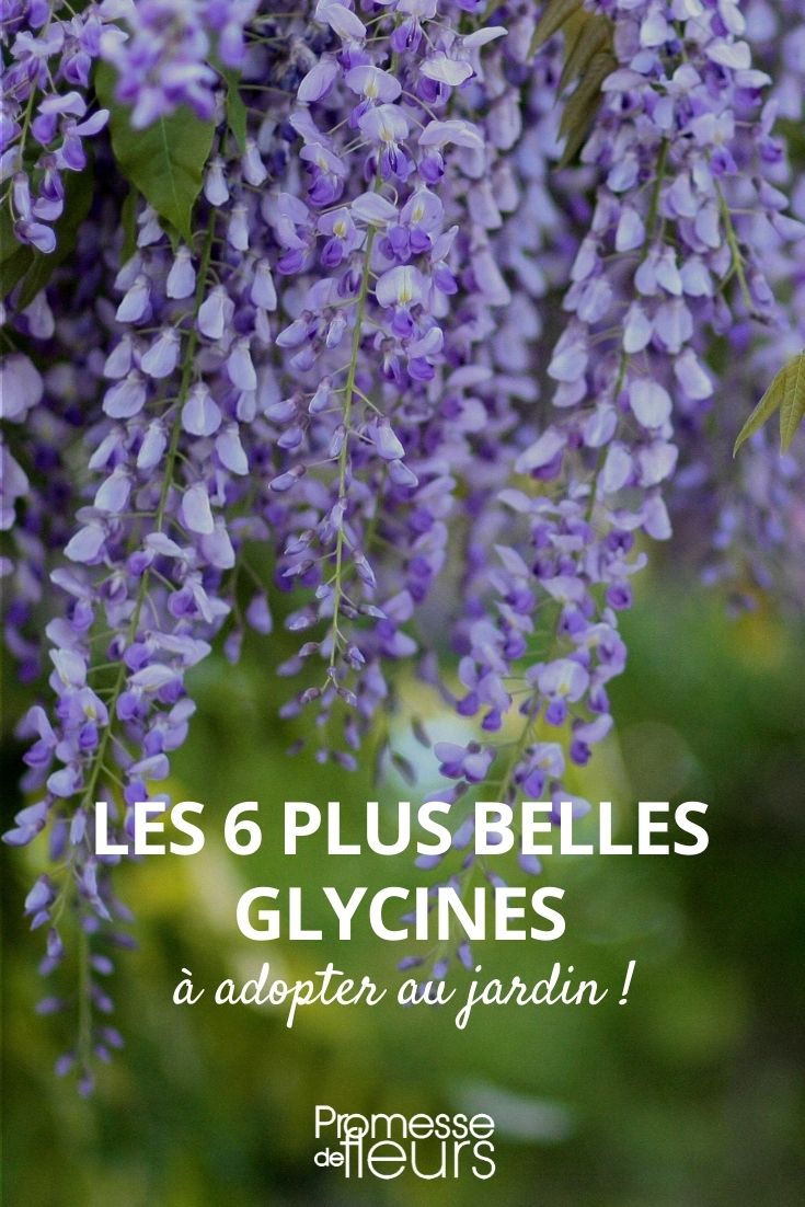6 glicinas más hermosas