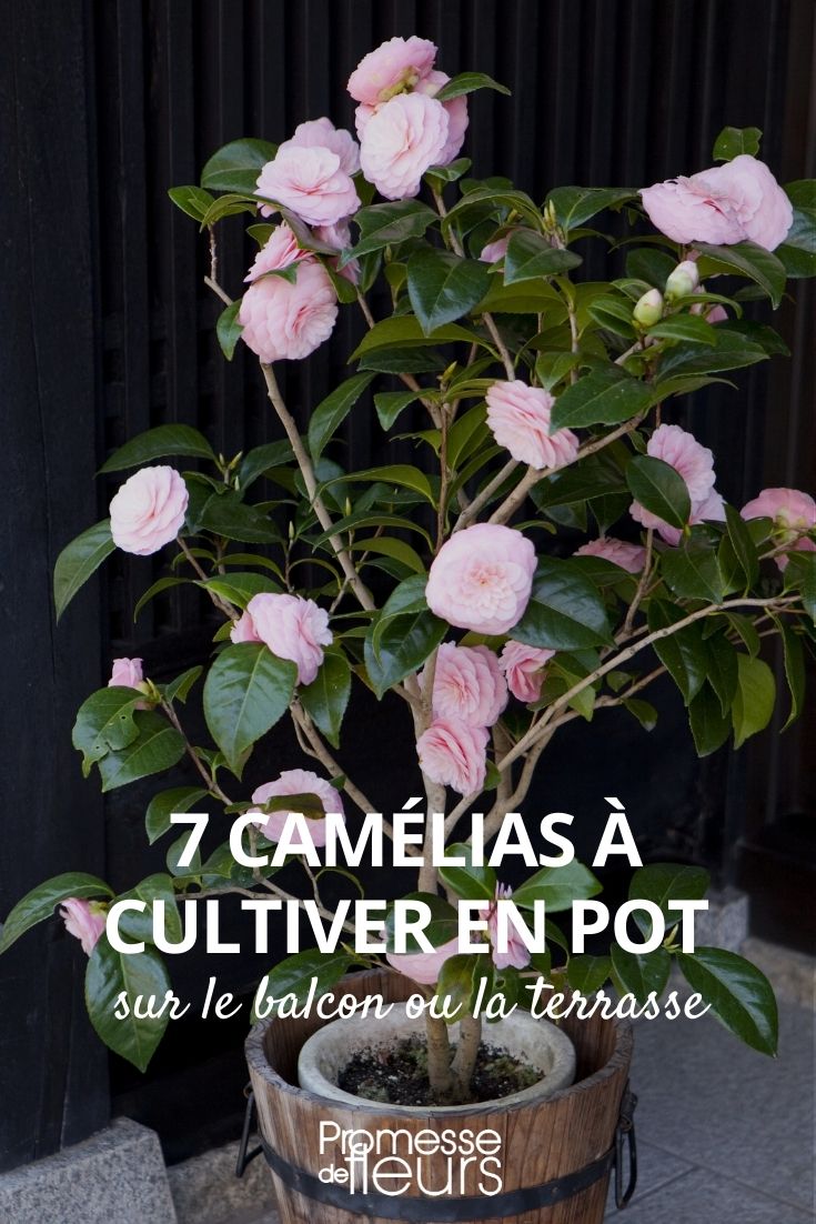 7 camelias para cultivar en maceta