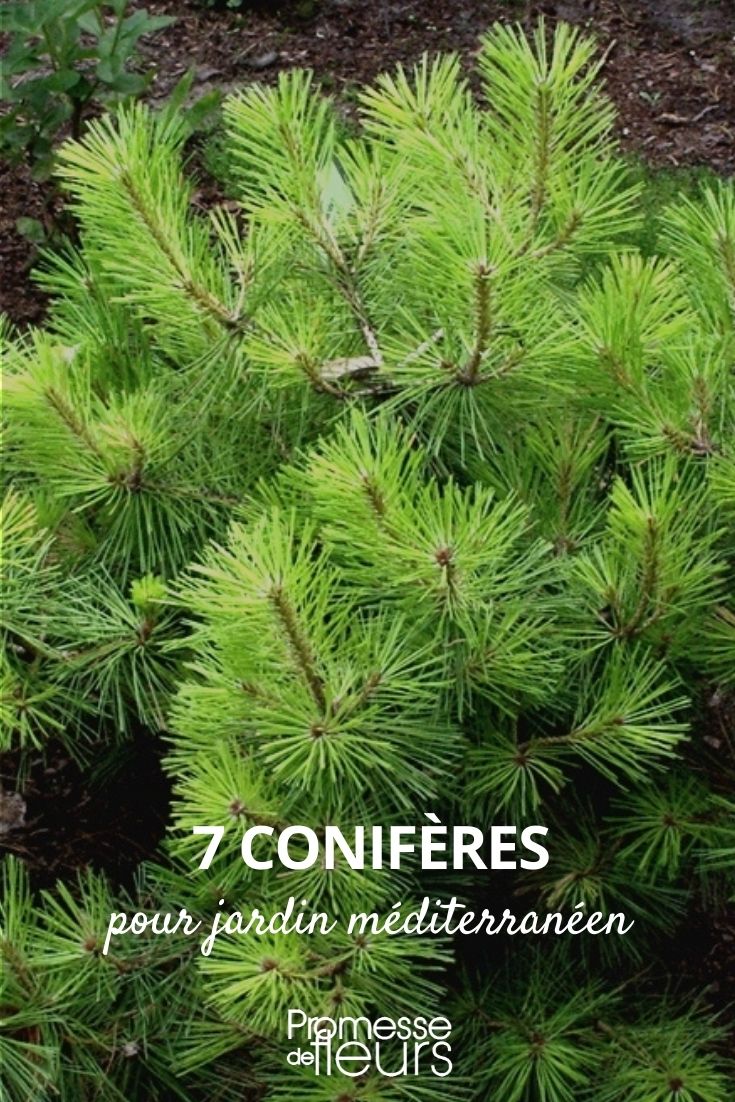 7 coníferas para jardín mediterráneo