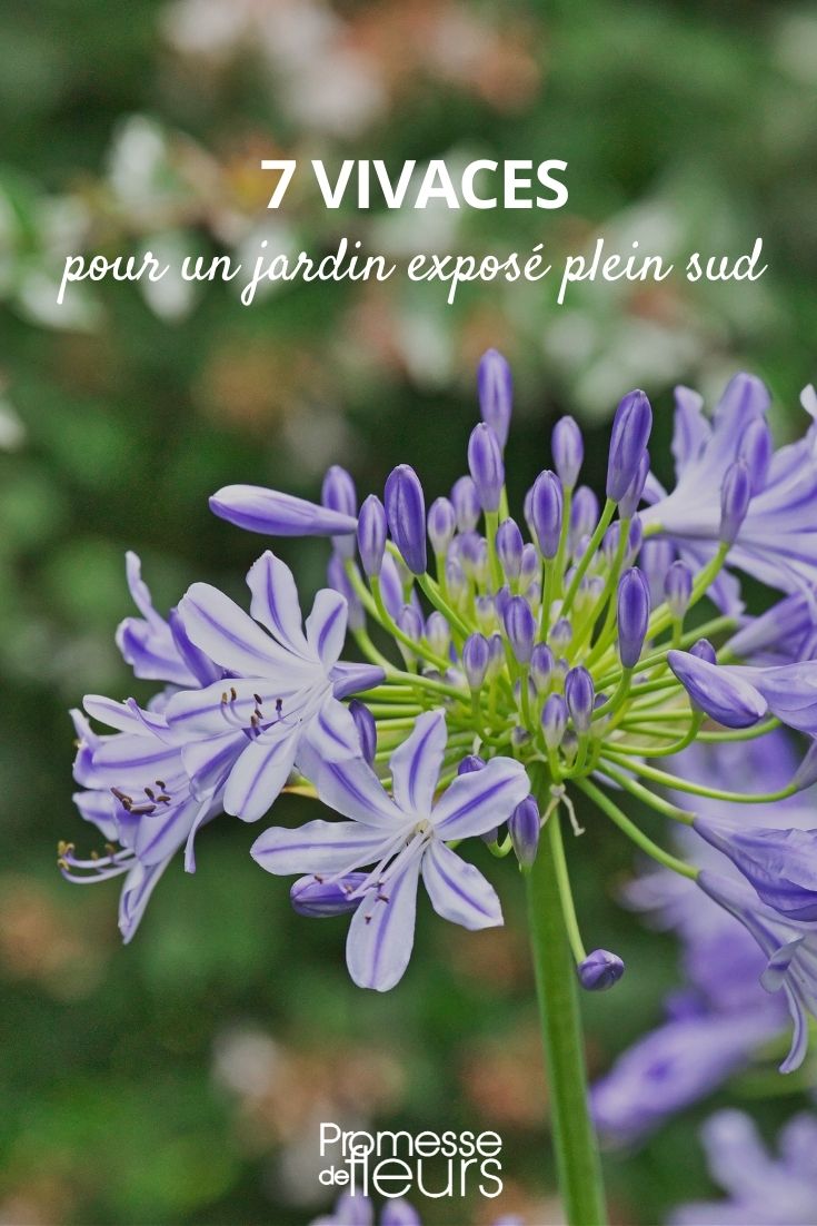 7 plantas perennes para un jardín orientado al sur