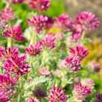 Anthyllis: plantar, cultivar y cuidar