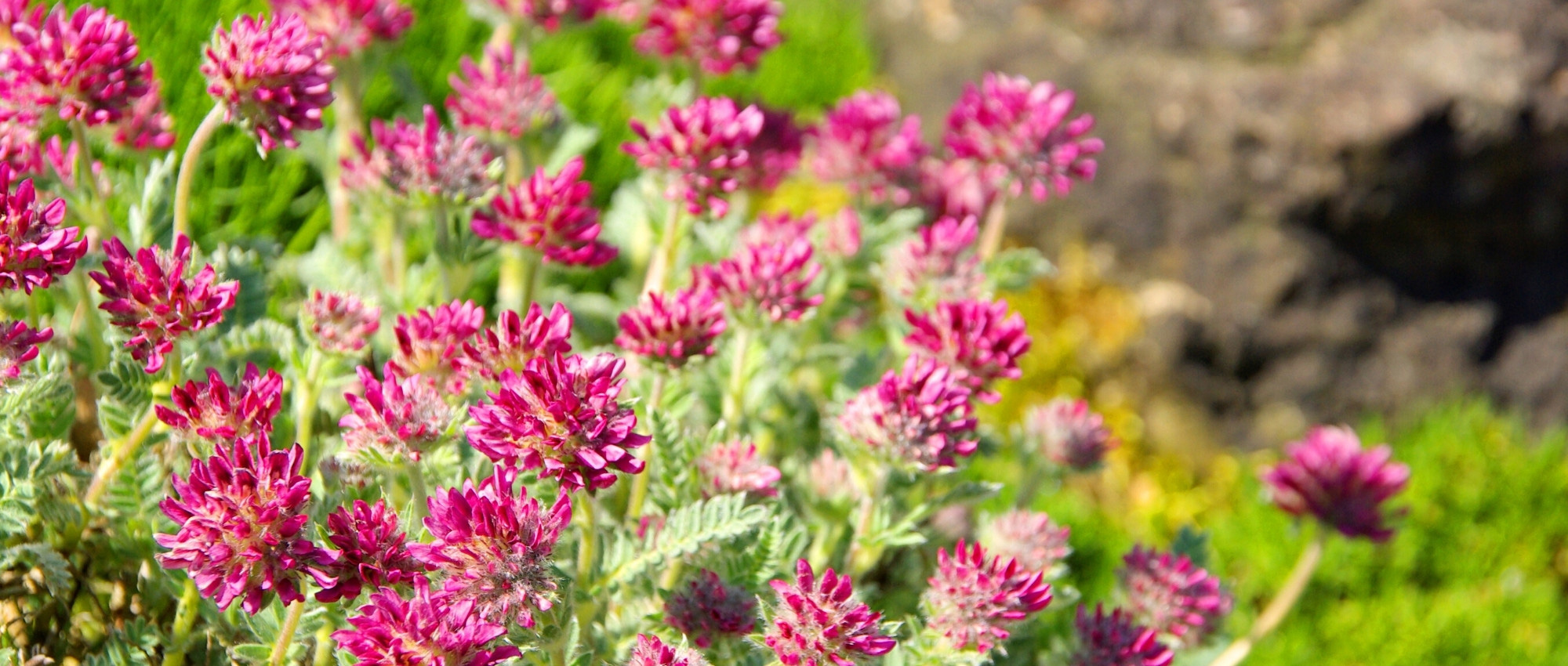 Anthyllis: plantar, cultivar y cuidar