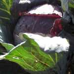 8 repollos para cultivar