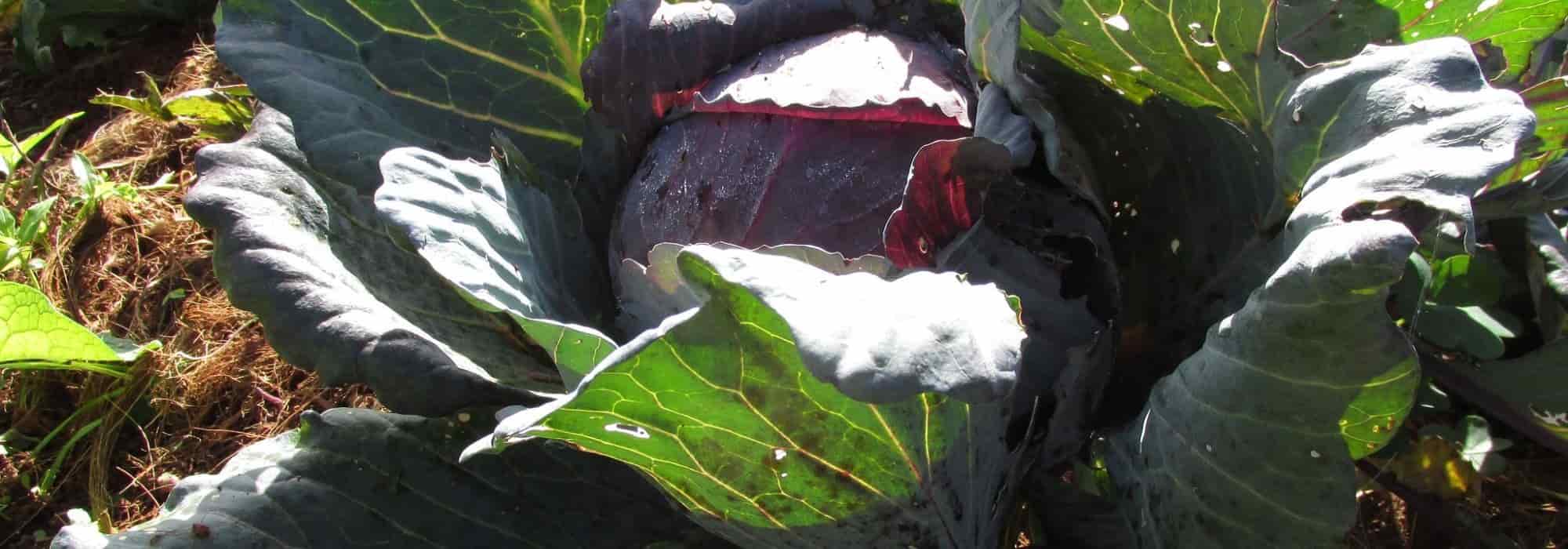 8 repollos para cultivar