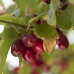 Cultivar el cornejo macho por sus frutos