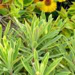 7 euforbias para macizos