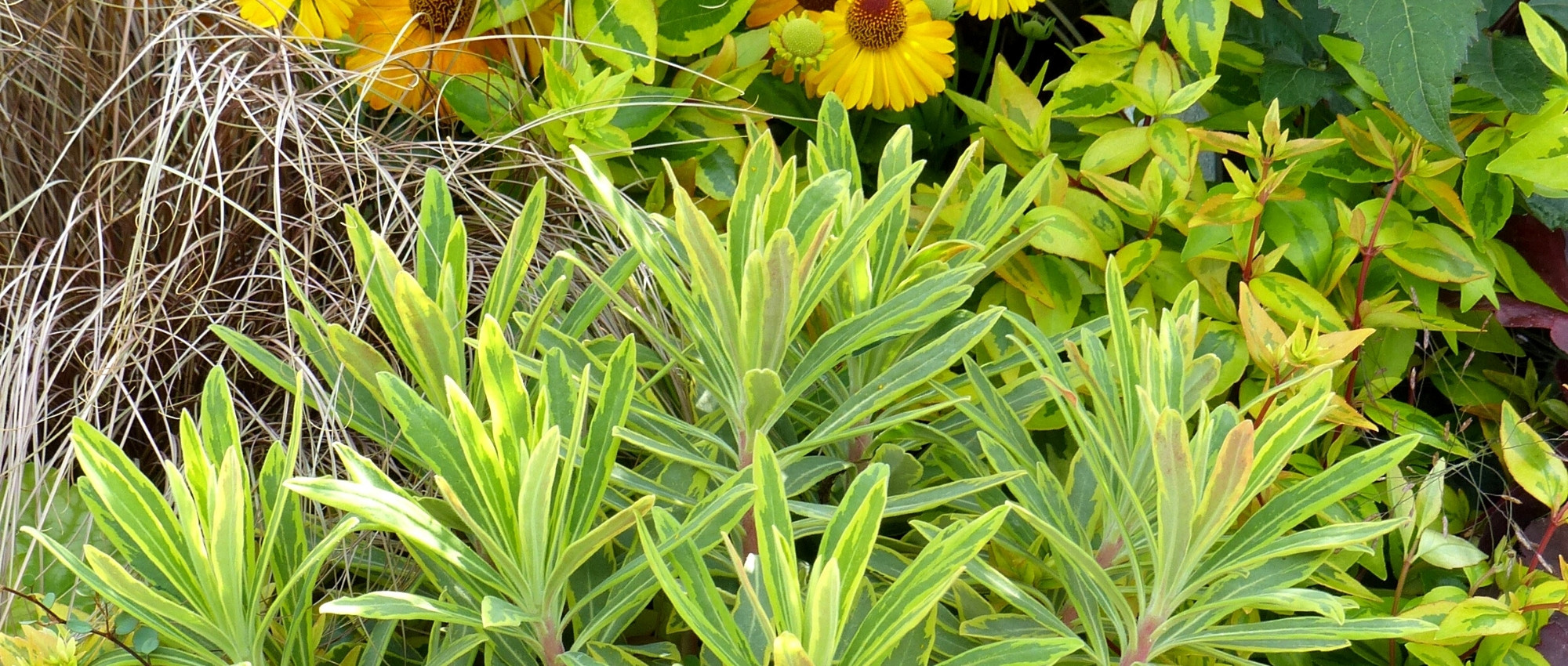 7 euforbias para macizos