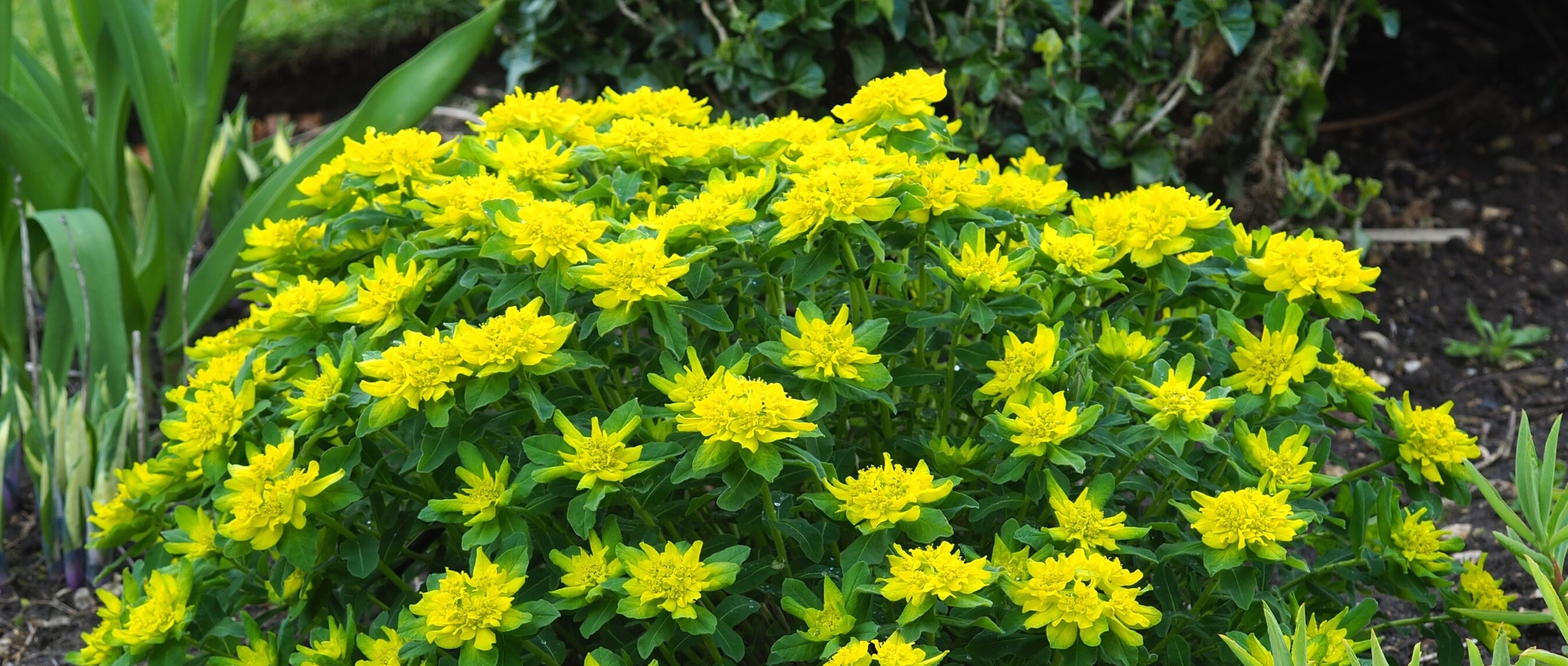 7 euforbias para bordes de césped