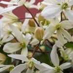 6 trepadoras de floración invernal