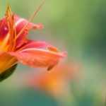 Cultivar lirio de día en maceta