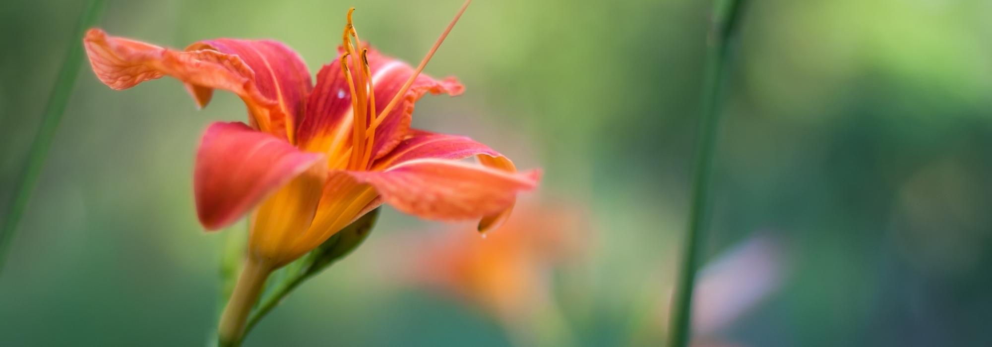Cultivar lirio de día en maceta