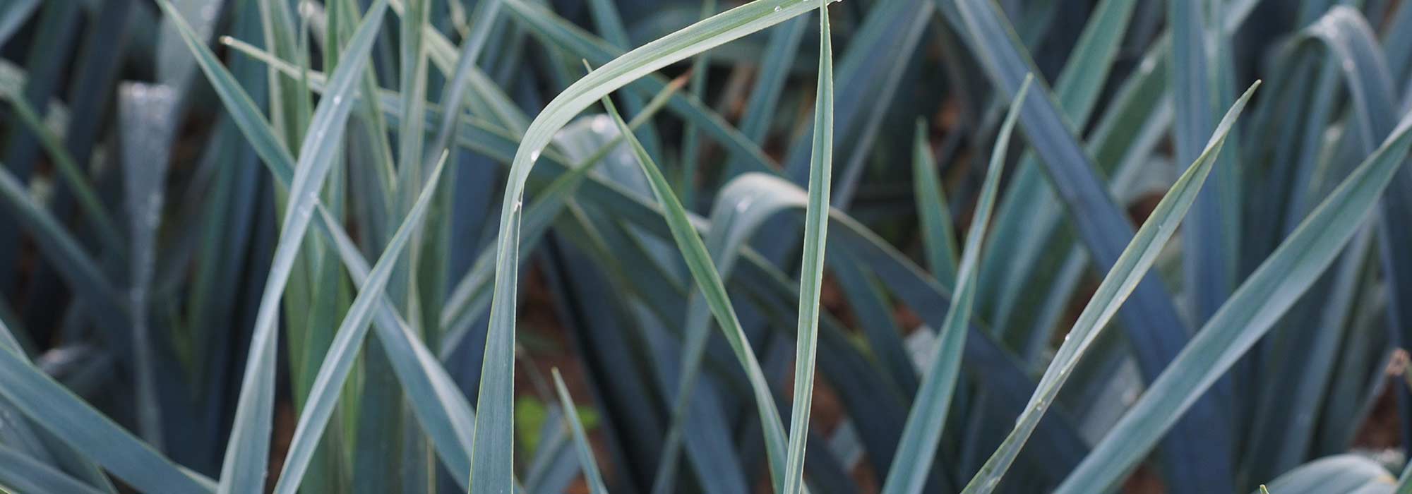 Enfermedades y parásitos del puerro